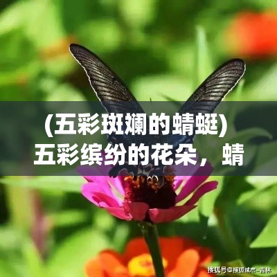 (五彩斑斓的蜻蜓) 五彩缤纷的花朵，蜻蜓与蜂鸟共舞：探索花园带来的生机与和谐的秘密